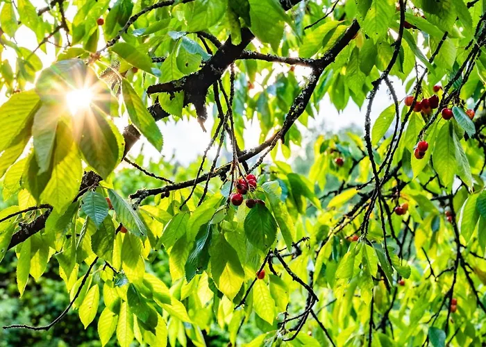 Seehof Feidig אורחן